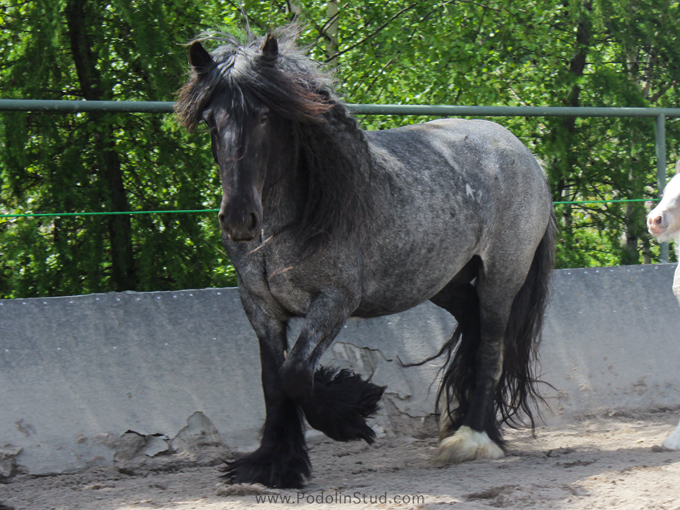 Black Roan Gypsy Cob